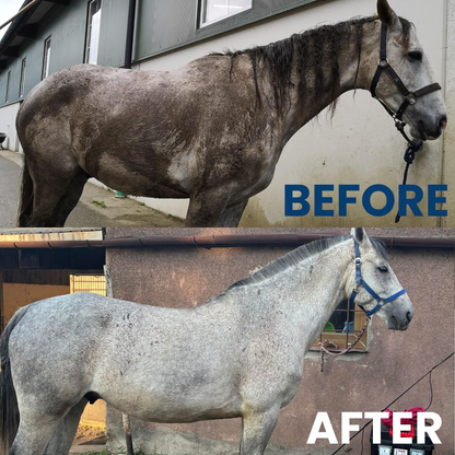 Chevaroo Cordless Horse 5-in-1 Vacuum Cleaner 2.0