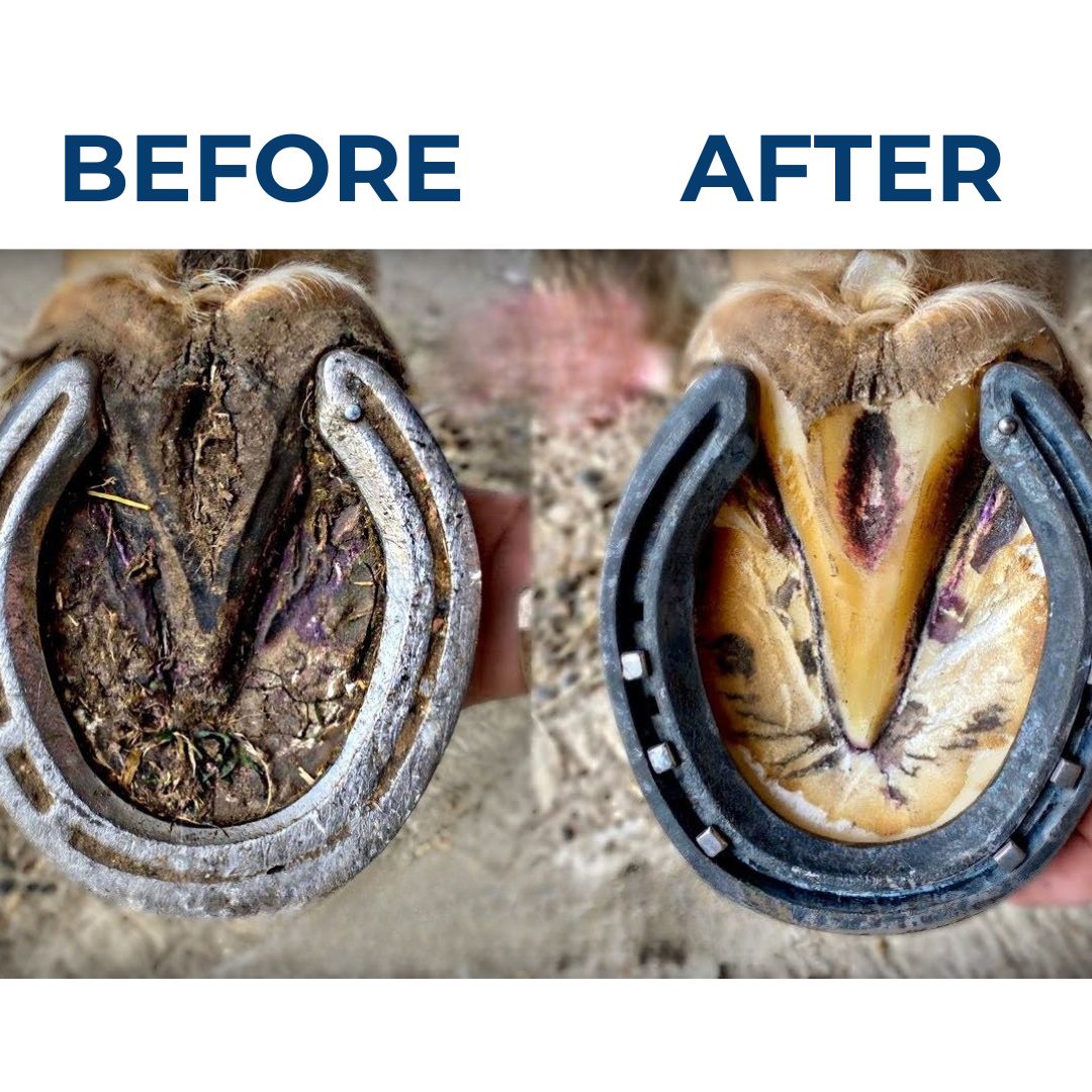 Chevaroo Water Hooves Cleaner