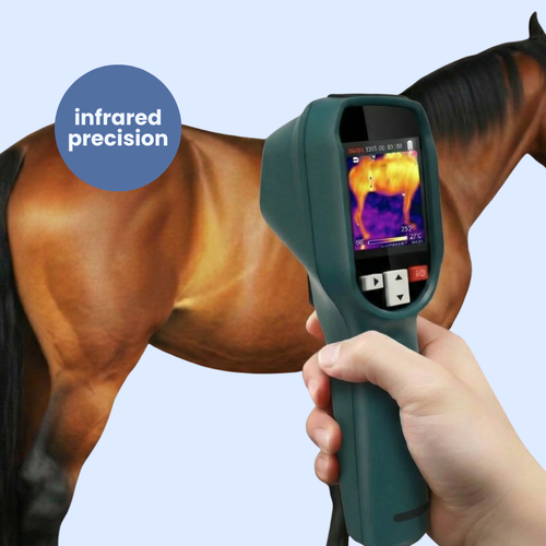 EquiOptimus AI Horse Inflammation Detector