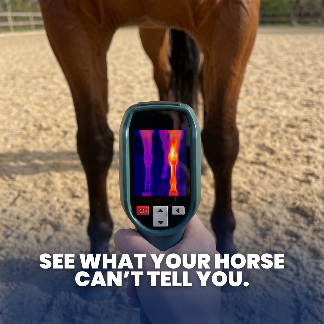 EquiOptimus AI Horse Inflammation Detector