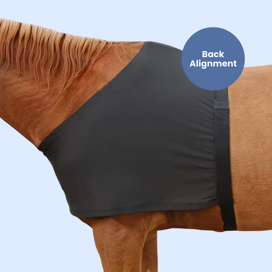 Chevaroo Horse Back Posture Corrector
