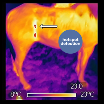 EquiOptimus AI Horse Inflammation Detector
