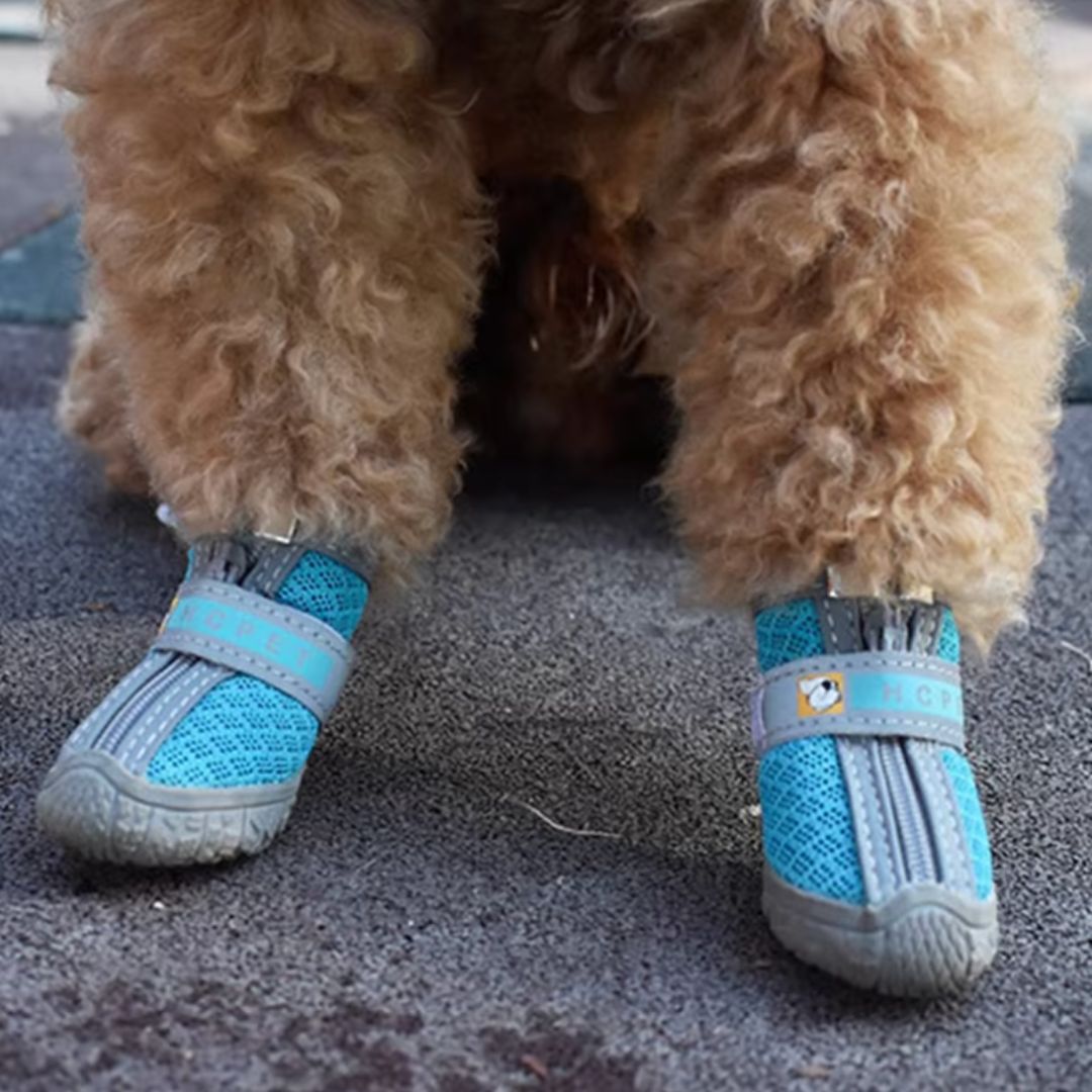 Chevaroo Dog Anti Slip At Home Shoes