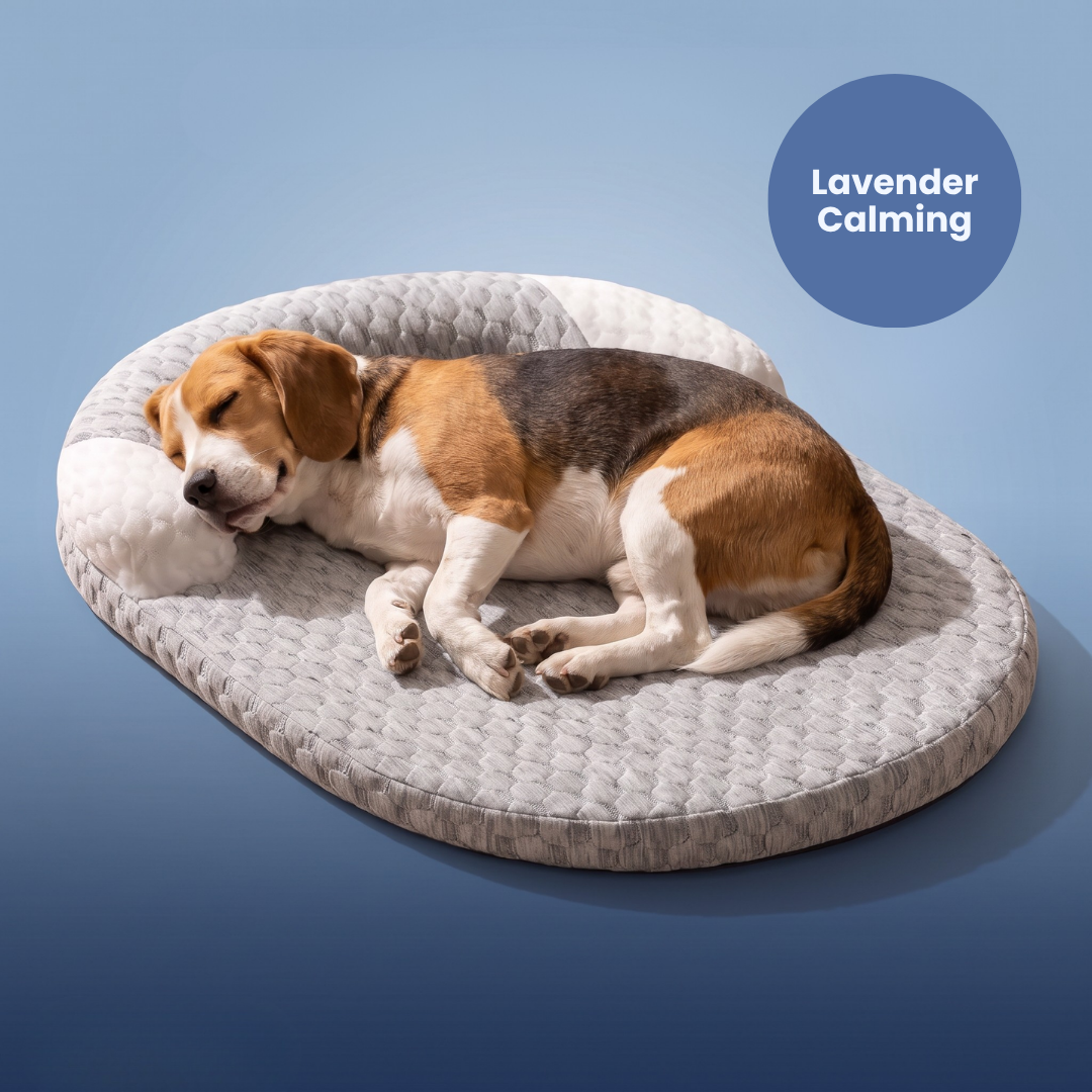 Chevaroo Lavender-Filled Pillow Calming Dog Bed
