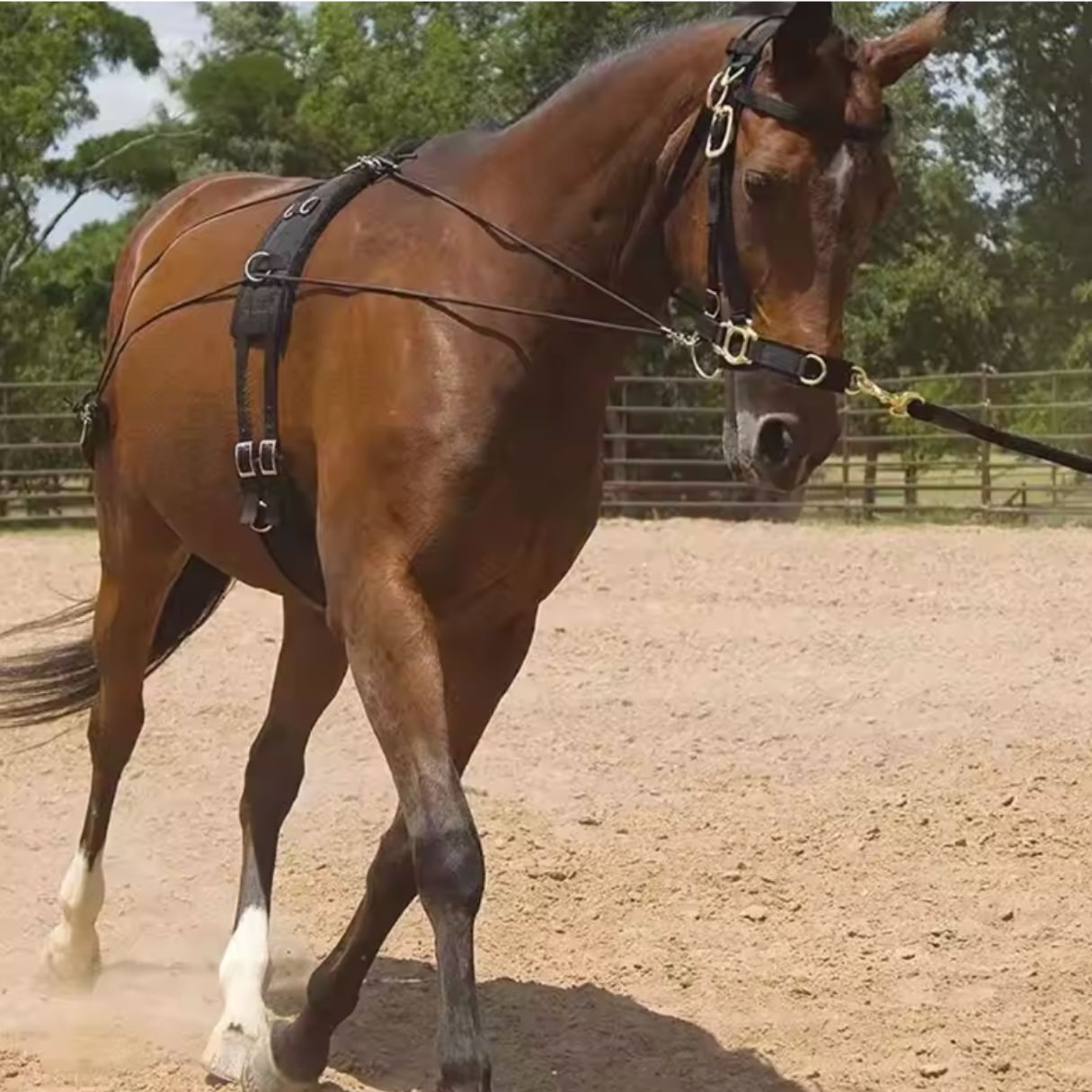 Chevaroo Horse Swayback Corrector