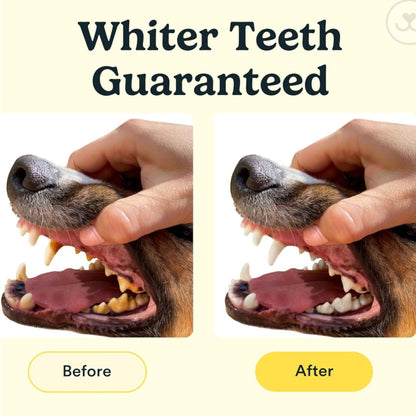 Chevaroo Dog 360 Miswak Toothbrush