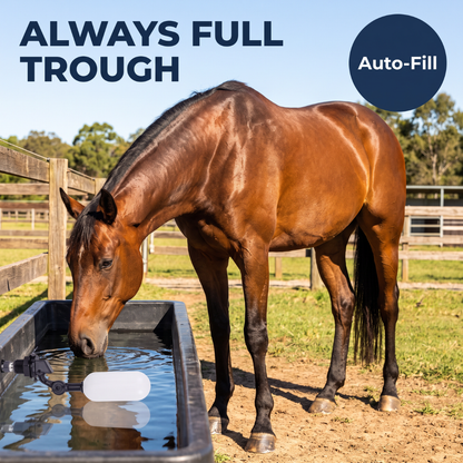 Chevaroo Horse Auto Fill Valve Trough