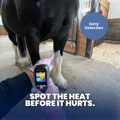 EquiOptimus AI Horse Inflammation Detector
