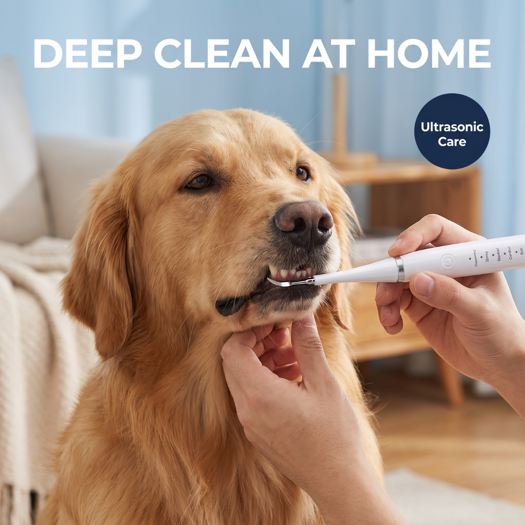 Chevaroo 2-in-1 Ultrasonic Dog Plaque Remover