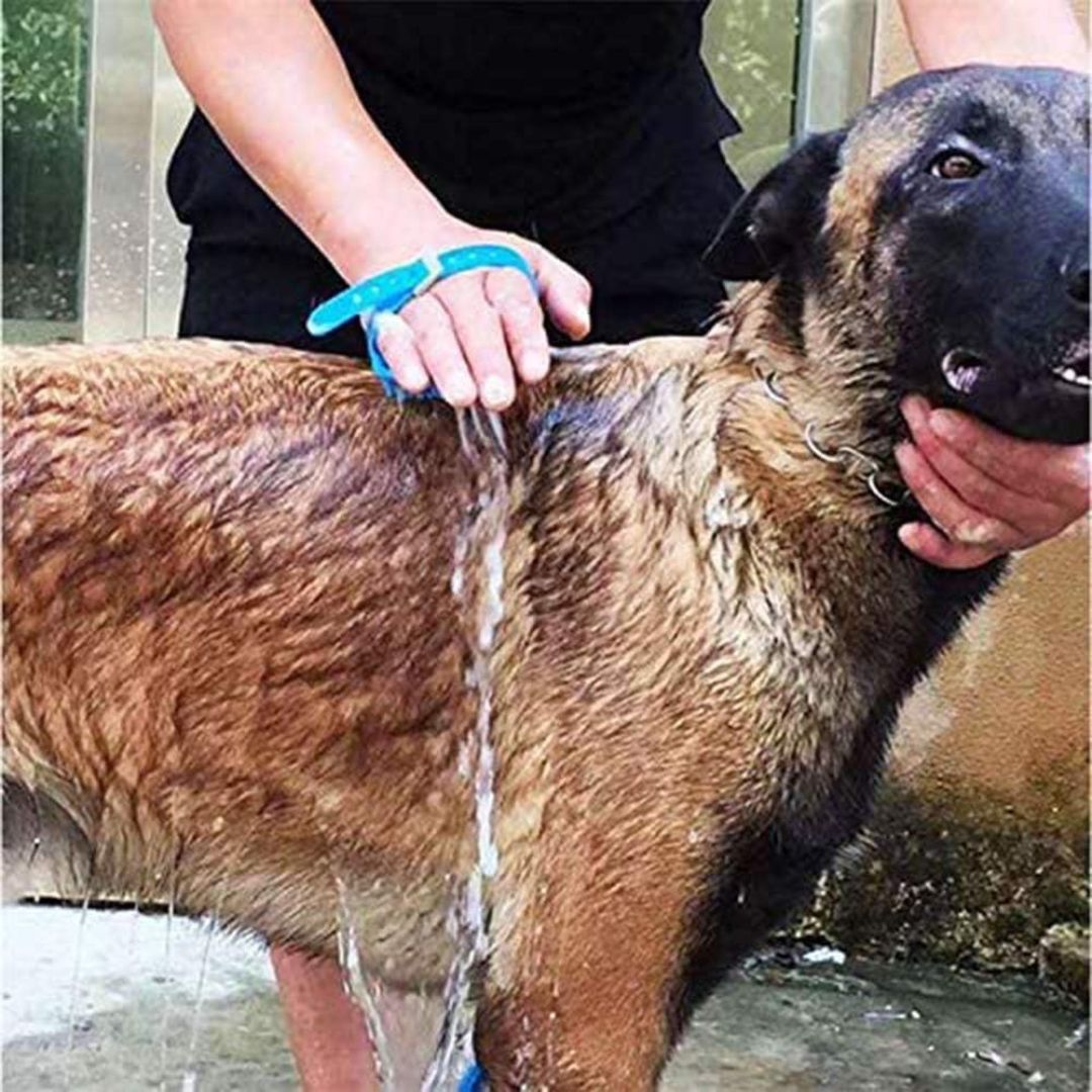 Chevaroo Extended No Leak Pet Bathing Faucet Sprayer 2.0