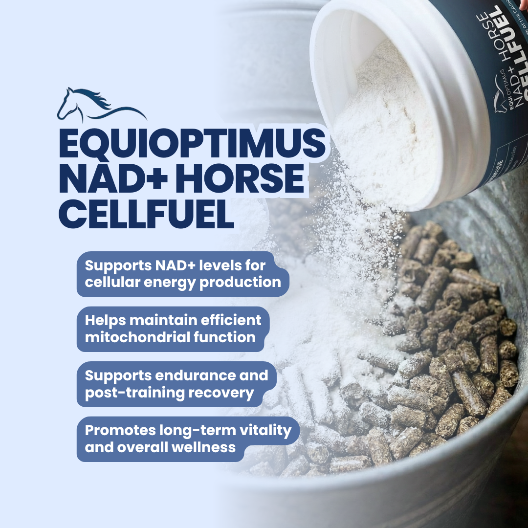 EquiOptimus NAD+ Horse CellFuel