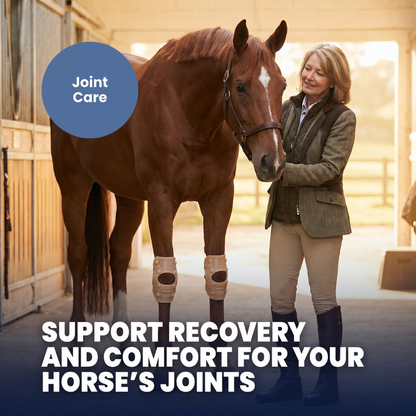 Chevaroo Magnetic Therapy Horse Knee and Hocks Support