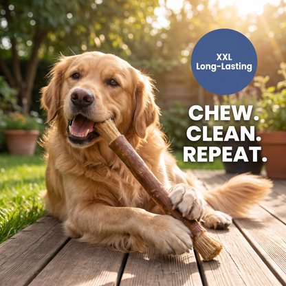 Chevaroo Dog Self-Cleaning XXL Miswak Stick