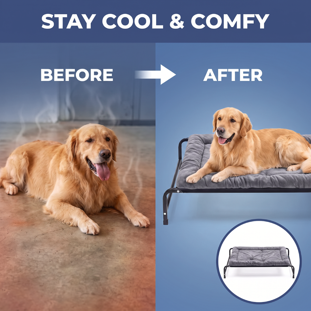 Chevaroo Elevated Orthopedic Dog Bed
