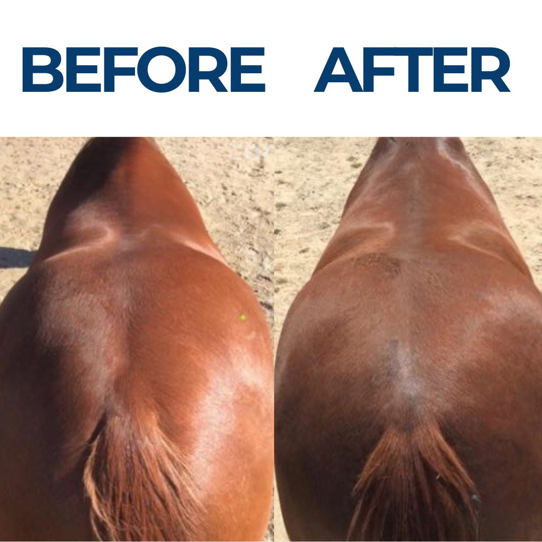 Chevaroo Equilibrium Weighted Horse Strap